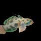 Synchiropus picturatus 3-4cm