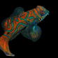 Synchiropus splendidus 4-6 cm