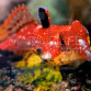 Synchiropus sycorax