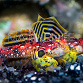 Synchiropus sycorax