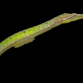 Syngnathoides biaculeatus 15-20 cm