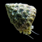 Tectus fenestratus 3-4 cm