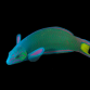 Thalassoma lunare 8-12 cm
