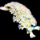 Tridachia crispata - Limace contre les filamenteuses