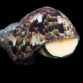 Turbo brunneus 2-3 cm