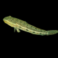 Valenciennea longipinnis 4-5 cm