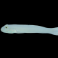 Valenciennea sexguttata 4-6cm