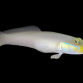 Valenciennea strigata 5-8 cm