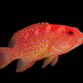 Variola albimarginata 6-8 cm