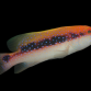 Variola louti 10-15 cm