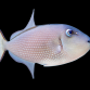 Xanthichthys auromarginatus Femelle 8-12 cm