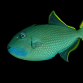 Xanthichthys auromarginatus M&acirc;le 8-10cm