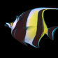 Zanclus cornutus 8-12 cm