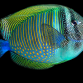 Zebrasoma desjardinii Adulte 10-12 cm