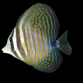 Zebrasoma desjardinii M