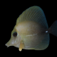 Zebrasoma scopas 4-6 cm