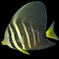 Zebrasoma veliferum Juv&eacute;nile 4-6 cm
