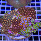 Zoanthus spp garden mix 07