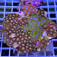 Zoanthus spp garden mix 10